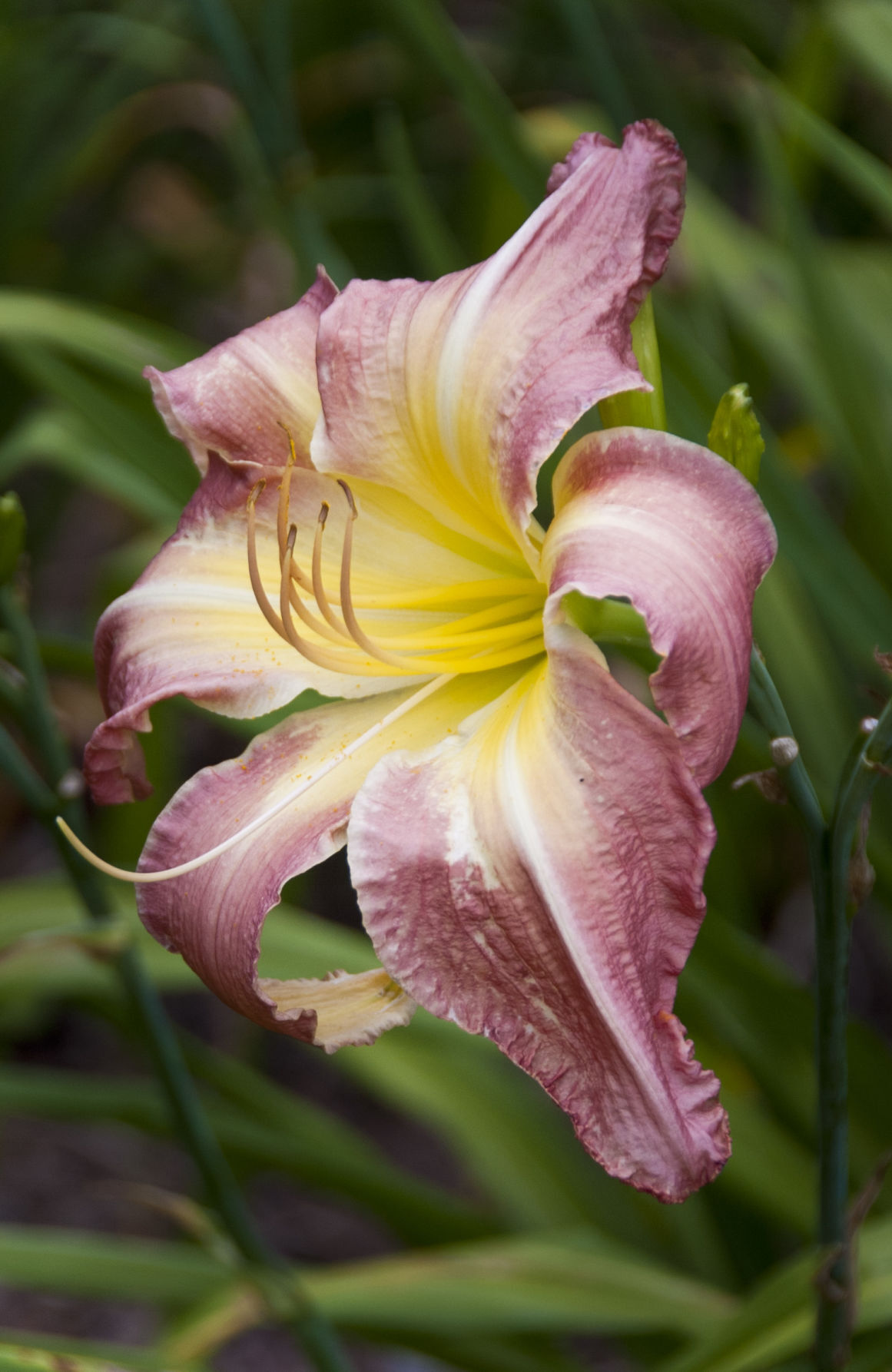 Davis Boxwood & Daylily Nursery
